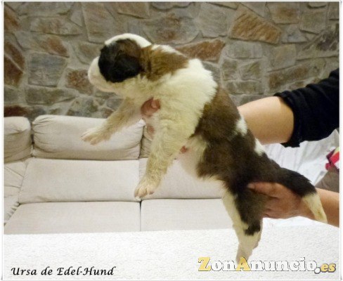 cachorros de san bernardo edel-hund